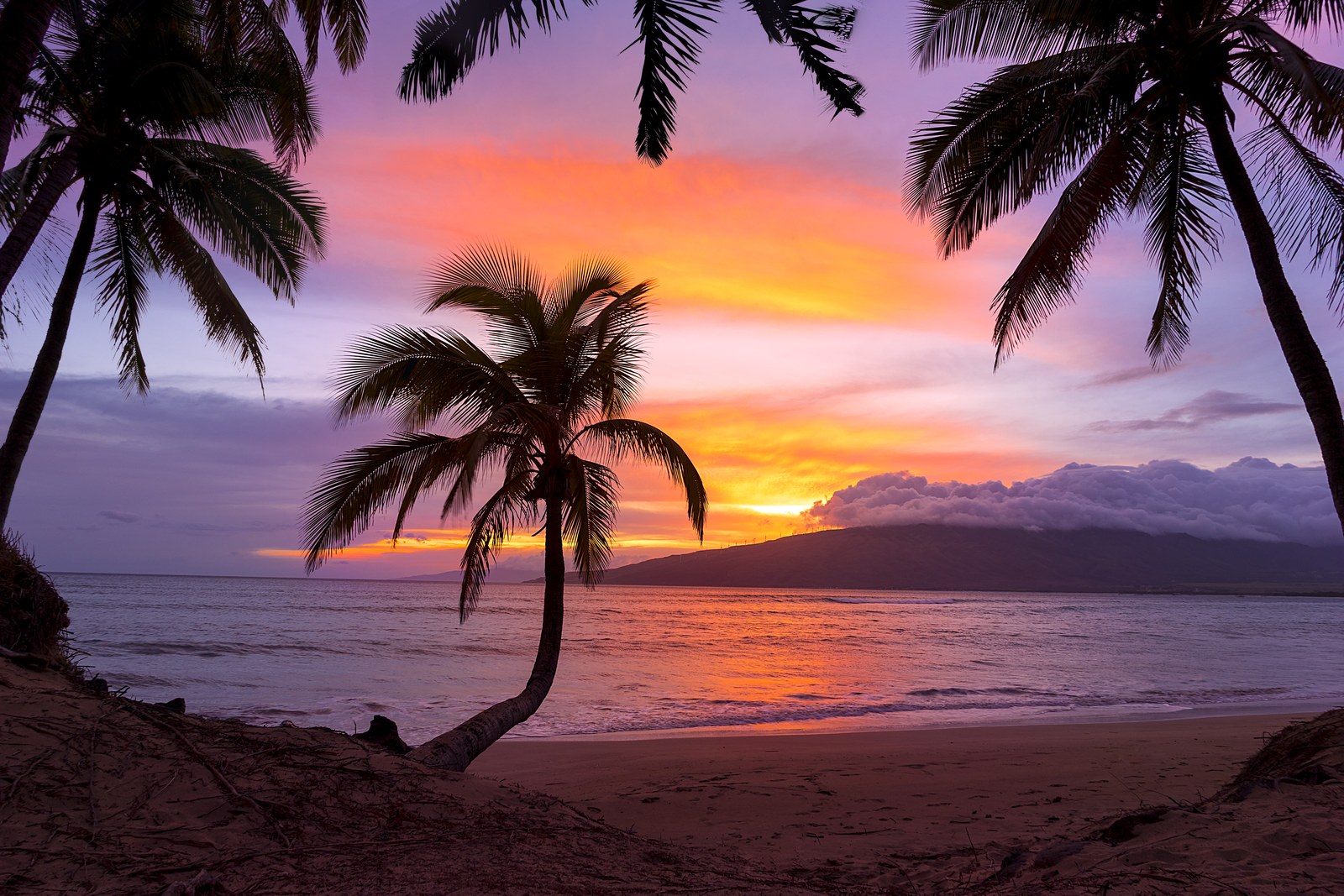 Palm Cascade by James Roemmling, printed by Maui Digital Imaging.
