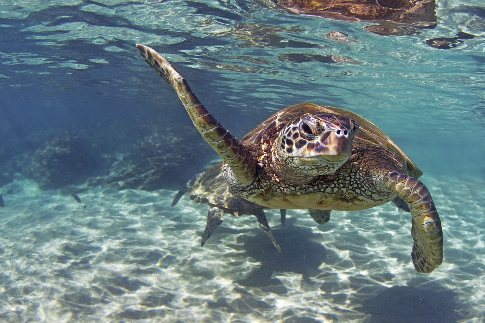 Waving Turtle by James Roemmling, printed by Maui Digital Imaging.