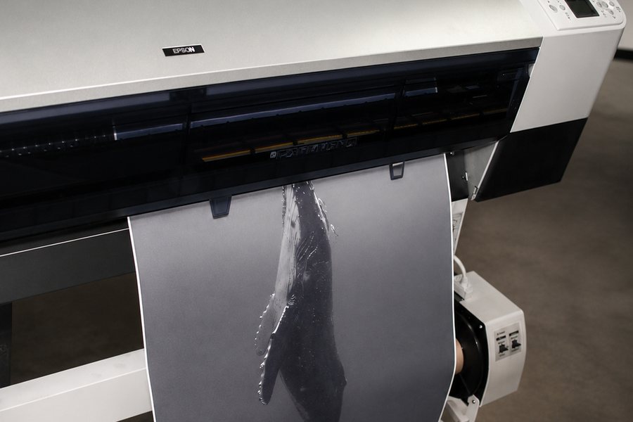 A black and white photograph of a humpback whale emerging from a wide-format printer.